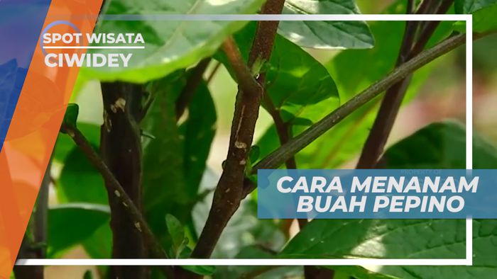Mengetahui Cara Menanam Buah Pepino, Ciwidey