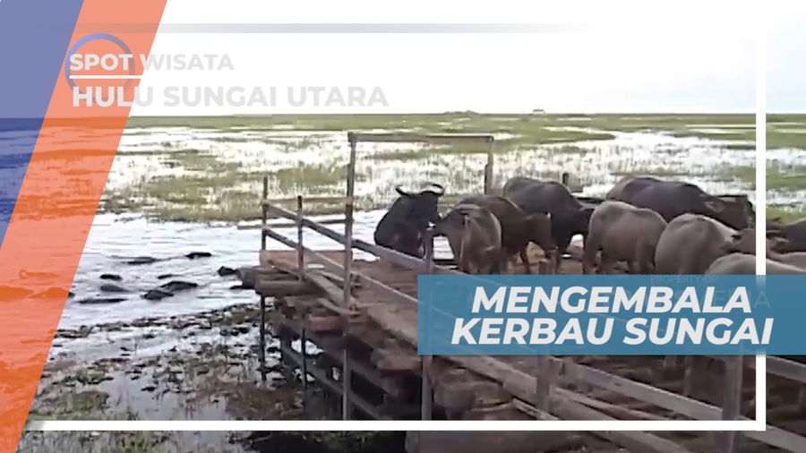 Perbedaan Kerbau Rawa dan Kerbau Darat, Hulu Sungai utara