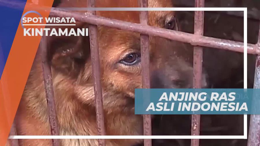 Anjing Kintamani, Ras Asli Indonesia yang Diakui Dunia, Bali
