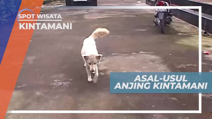 Mengenal Asal-usul Anjing Kintamani, Bali