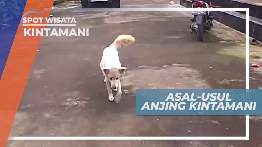 Mengenal Asal-usul Anjing Kintamani, Bali