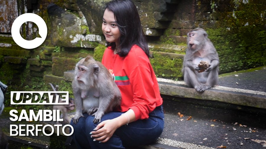 Turis Asing Antusias Beri Makan Monyet di Sangeh Bali