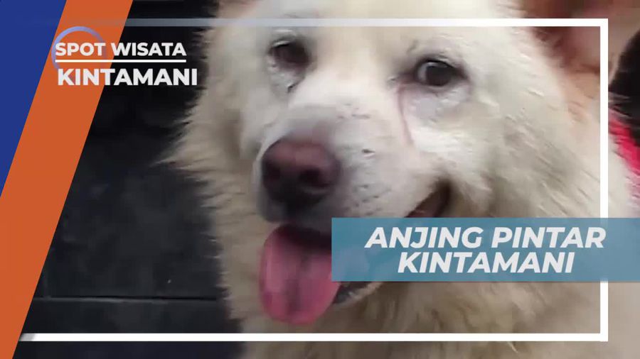 Berkenalan Dengan Anjing Pintar Kintamani, Bali