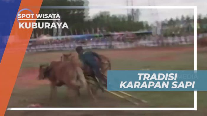 Karapan Sapi, Tradisi Nenek Moyang yang Masih Lestari, Kalimantan Barat