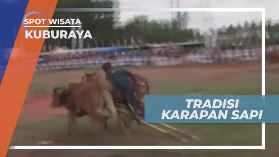 Karapan Sapi, Tradisi Nenek Moyang yang Masih Lestari, Kalimantan Barat