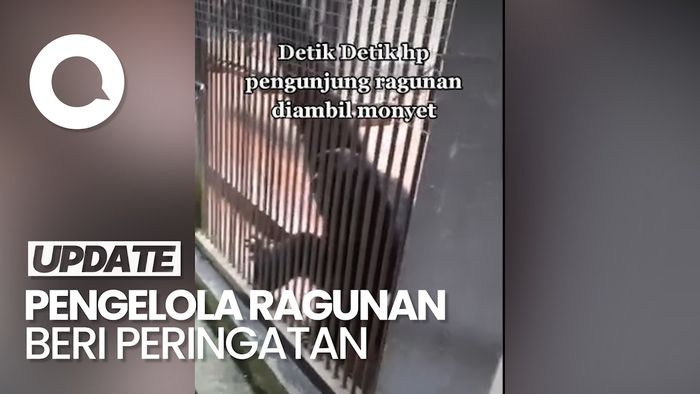 Viral HP Pengunjung Ragunan Dicuri Siamang