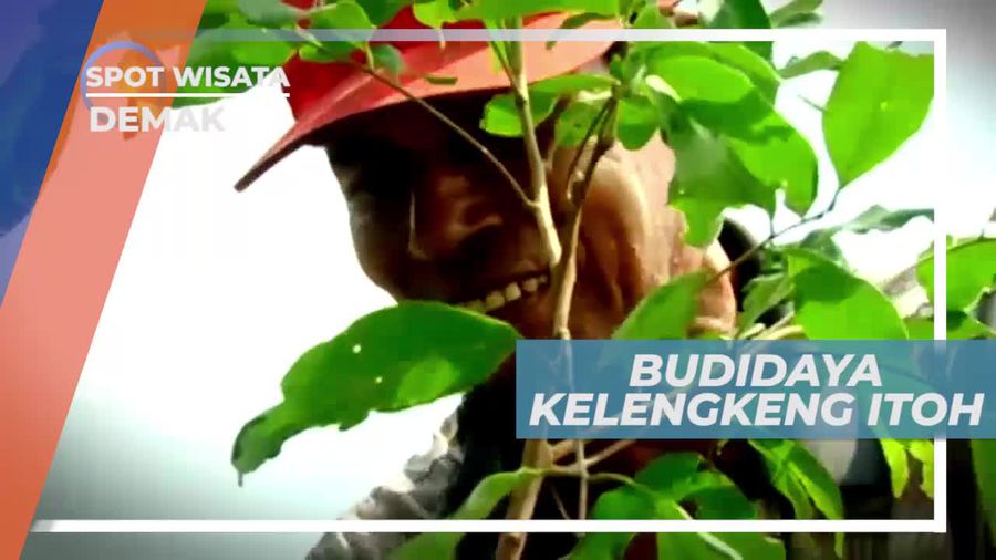 Proses Budidaya Kelengkeng Itoh Berdaging Tebal, Demak