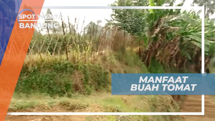 Tomat, Buah Dengan Aneka Khasiat Untuk Tubuh, Bandung   