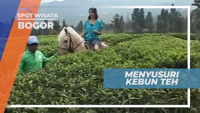 Menyusuri Hamparan Hijau Kebun Teh di Bogor Jawa Barat  