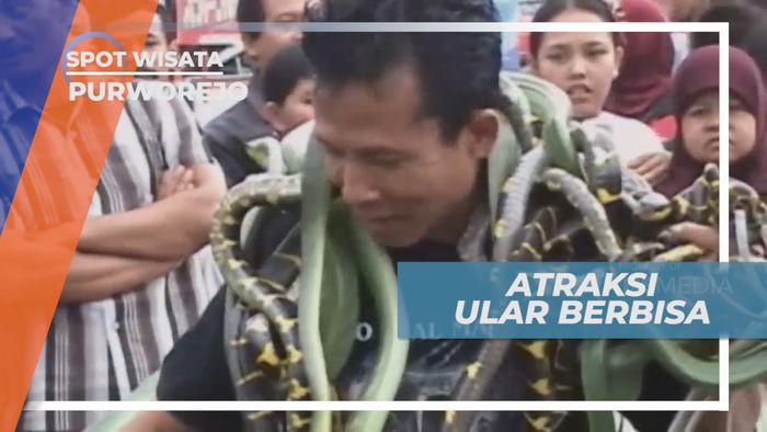 Bukan Untuk Ditiru! Atraksi Ular Berbisa di Purworejo Jawa Tengah  