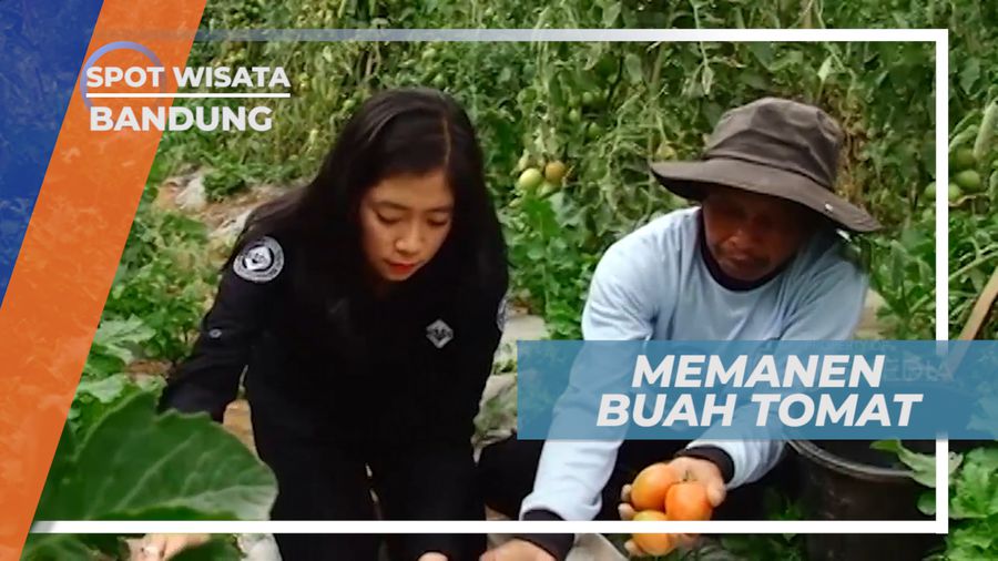 Memanen Buah Tomat Langsung Dari Kebunnya, Kota Bandung 