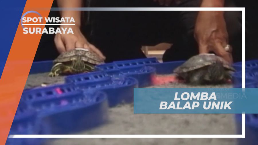 Aksi Lucu Hamster dan Kura-kura Berpacu di Lintasan Balap, Surabaya