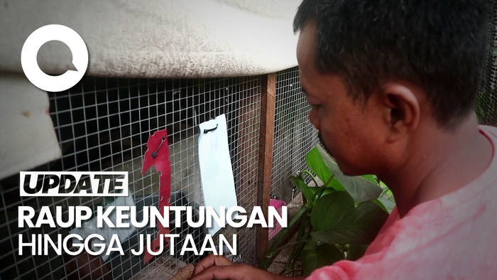 Pengusaha Sapi ini Banting Setir Budidaya Burung Murai