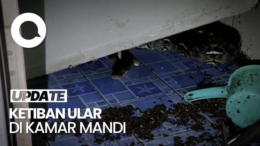 Kagetnya Warga Ciracas Ketiban Plafon Berisi Ular di Kamar Mandi
