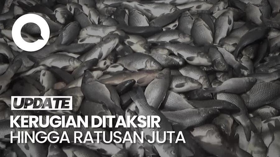 Cuaca Buruk, Jutaan Ikan di Waduk Jatiluhur Mati Massal