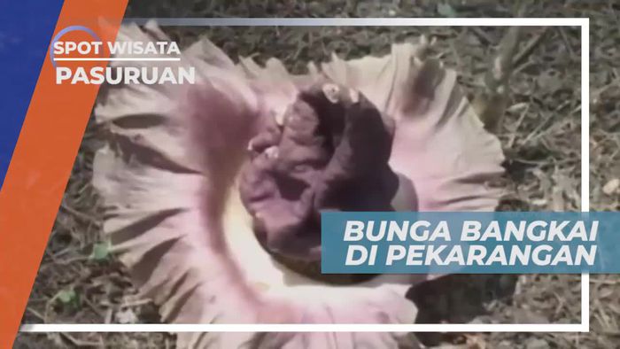 Melihat Bunga Terbesar di Dunia, Pasuruan Jawa Timur             