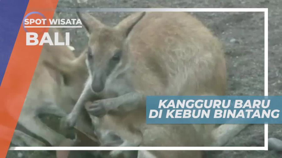 Tingkah Lucu Bayi Kangguru di Kebun Binatang Bali     