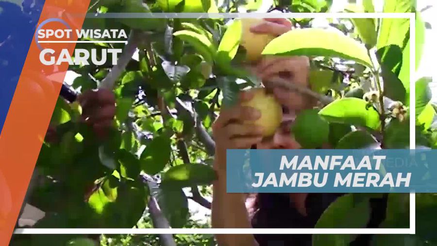 Berkunjung ke Perkebunan Jambu Merah, Garut Jawa Barat