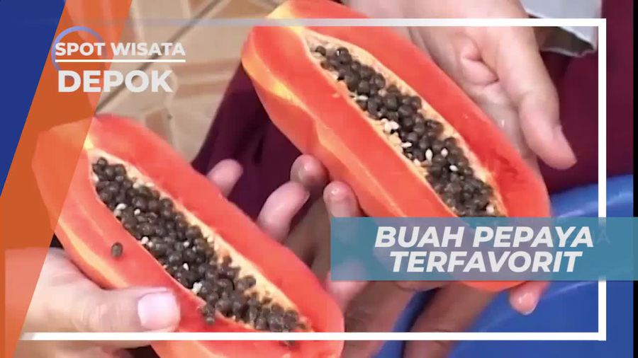 Pepaya California, Salah Satu Buah Tropis Terfavorit, Depok       