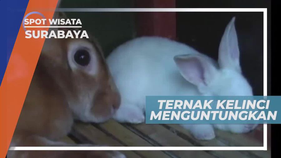 Berkunjung ke Peternakan Kelinci di Surabaya       