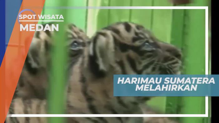 Melihat Dari Dekat Harimau Sumatera di Medan  
