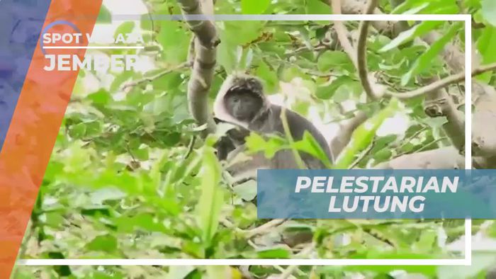 Pelestarian Lutung, Primata Endemik Jawa, Jember      