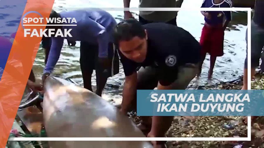 Dugong, Mamalia Laut yang Mampu Bertahan Hingga Usia 25 Tahun, Fakfak          