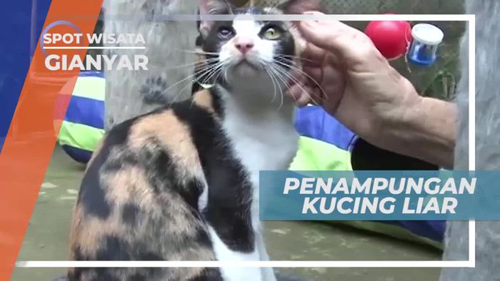 Berkunjung ke Penampungan Kucing Liar di Gianyar Bali