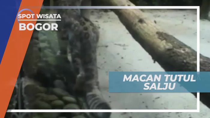 Macan Tutul Salju, Si Kucing yang Hampir Punah, Bogor       