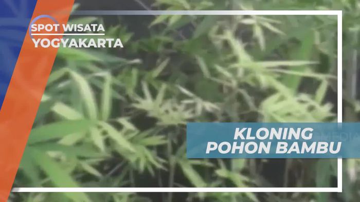Melihat Kloning Pohon  Bambu, Yogyakarta    