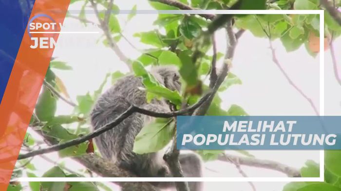 Melihat Populasi Lutung Jawa di Hutan Jember    