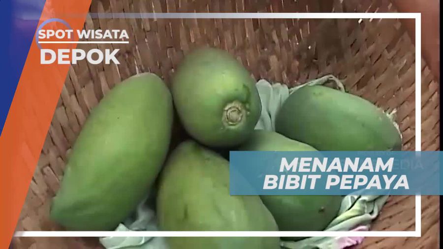 Teknik Memperbanyak Pepaya Secara Generatif, Depok