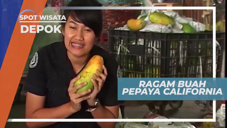 Mengenal Aneka Buah Pepaya California, Depok   