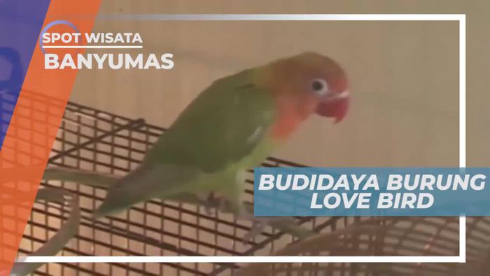 Budidaya Burung Love Bird di Banyumas Jawa Tengah        