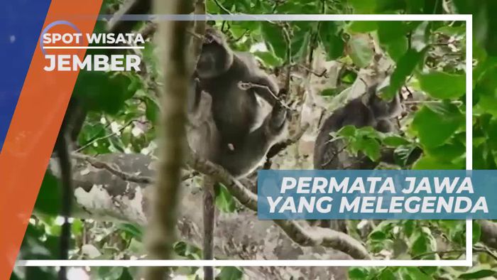 Lutung, Primata Jawa yang Melegenda, Jember          