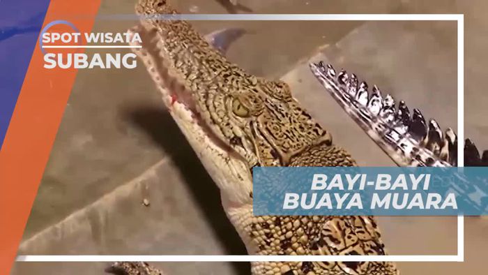 Udang Kecil Halus, Pakan Bayi Buaya Muara, Subang               