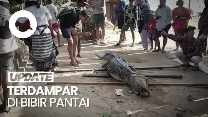 Kemunculan Buaya di Pantai Padma Legian yang Bikin Kaget
