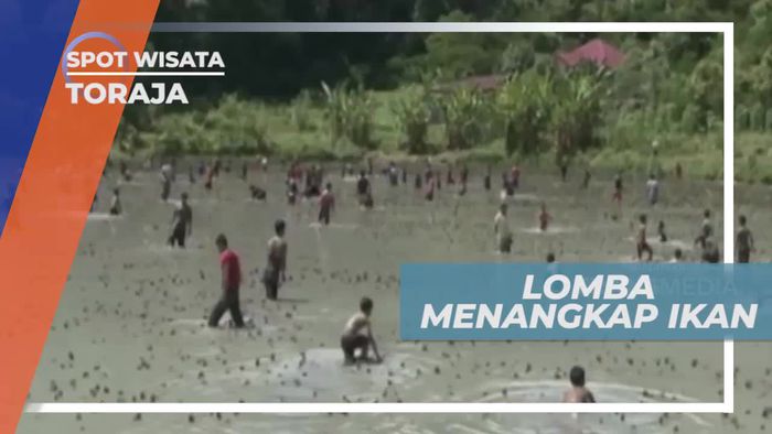 Adu Cepat Lomba Tangkap Ikan di Toraja              
