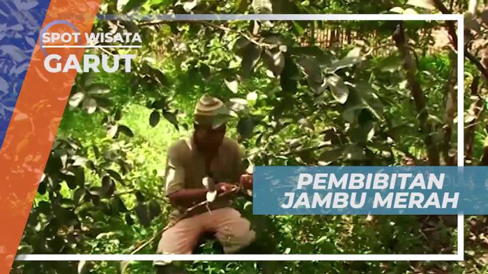 Jambu Biji, Memiliki Banyak Varietas dan Bernilai Tinggi, Garut              