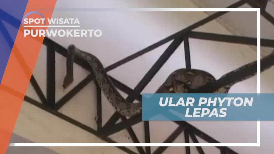 Ular Sanca di Rumah Reptil Purwokerto              