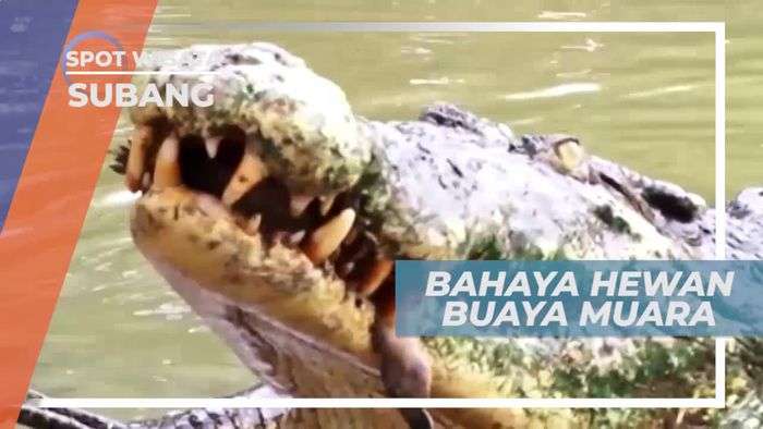 Agresif, Sifat Natural Buaya Muara Betina, Subang              