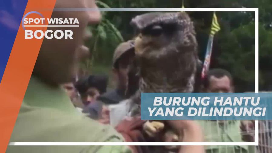 Burung Hantu, Hewan Malam yang Mencari Mangsa di Malam Hari, Bogor    