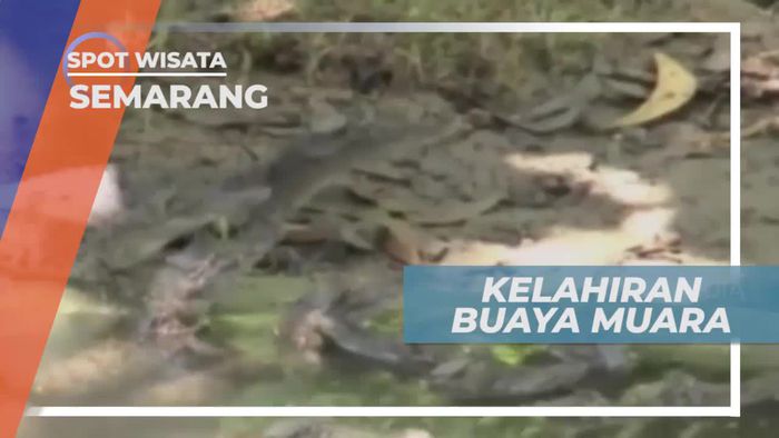 Melihat Kelahiran Buaya Muara di Kebun Binatang Semarang              