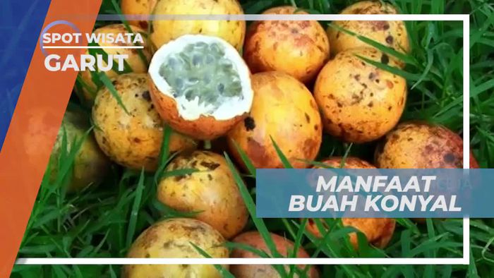 Sumber Serat Makanan, Khasiat Buah Konyal, Garut             