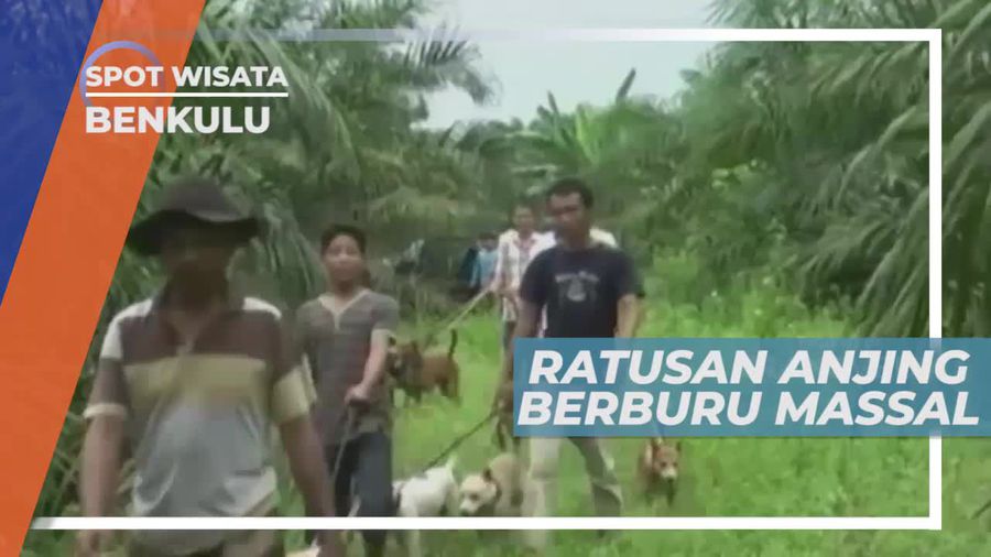 Tradisi Berburu Dengan Ratusan Anjing di Bengkulu           