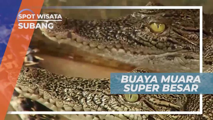 Melihat Dari Dekat Buaya Muara Berukuran Besar di Subang            