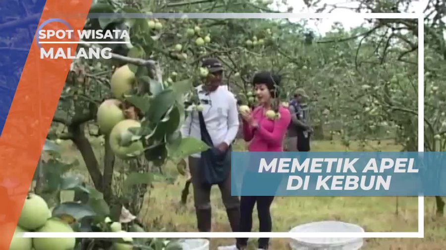 Berkunjung ke Perkebunan Apel di Kota Malang