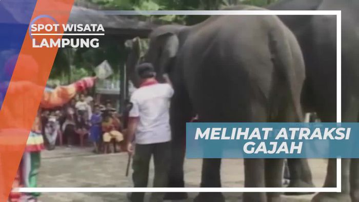Unjuk Kebolehan Atraksi Gajah di Teluk Betung, Lampung                   