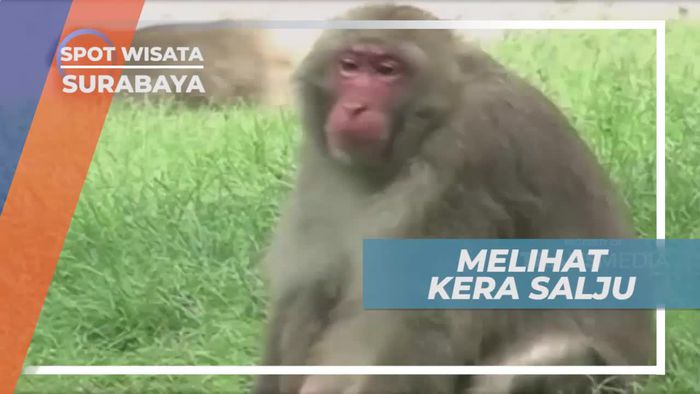 Kelahiran Kera Salju di Kebun Binatang Surabaya                 