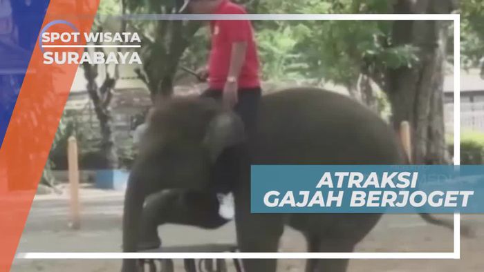 Melihat Atraksi Gajah Joget di Surabaya                   